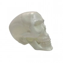Cranio com Mandibula Neon 